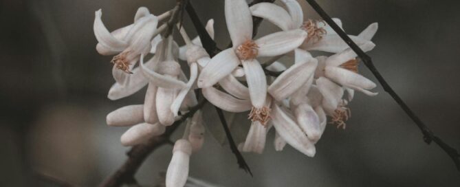 new beginning, winter solstice, trauma healing